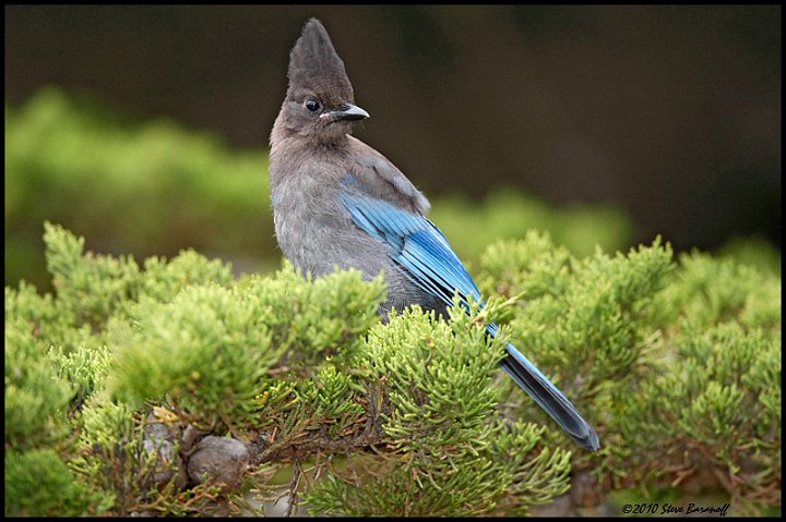 _0SB4631 stellers jay.jpg